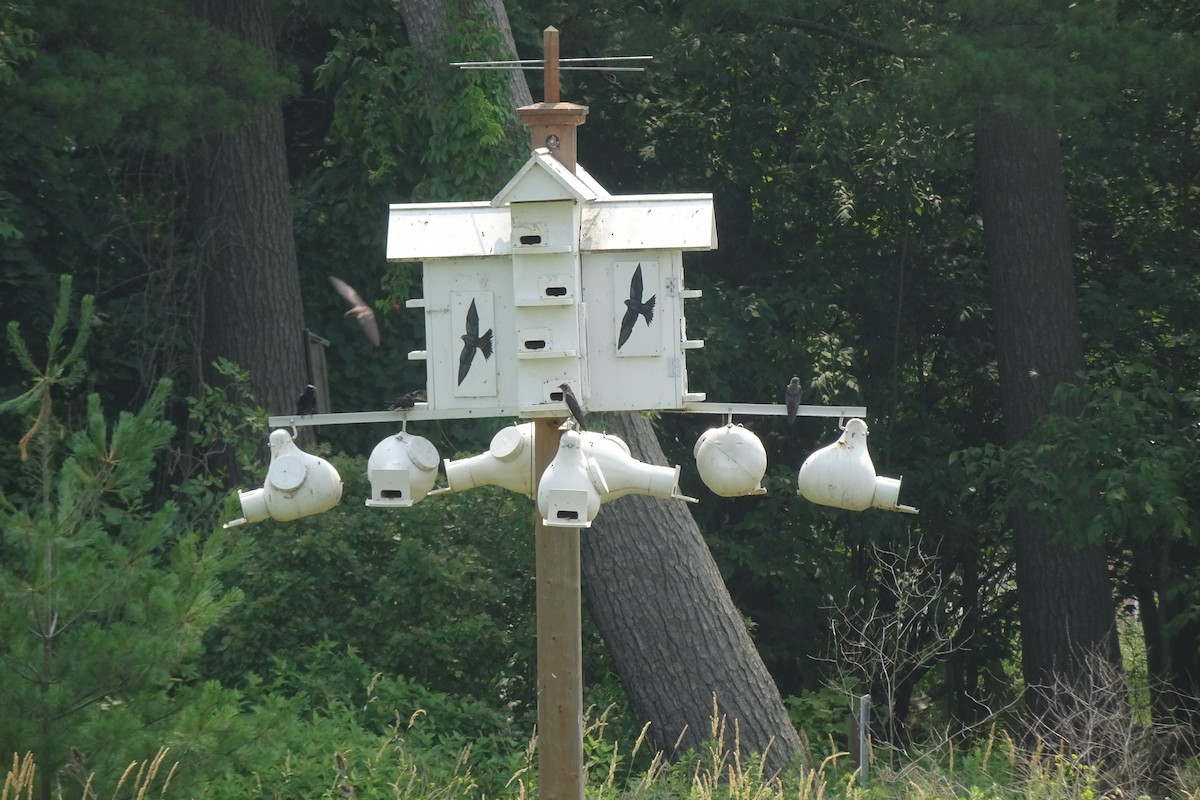 Purple Martin - ML638925892
