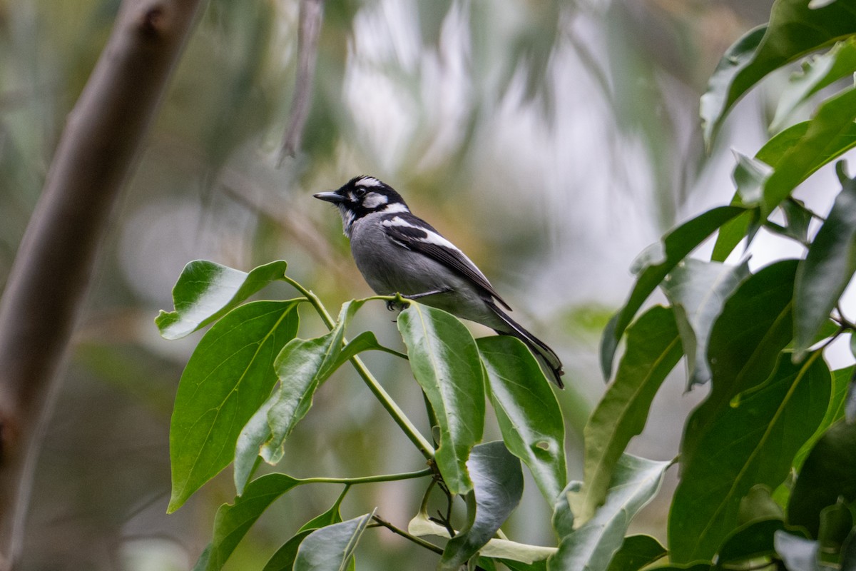 White-eared Monarch - ML638925923
