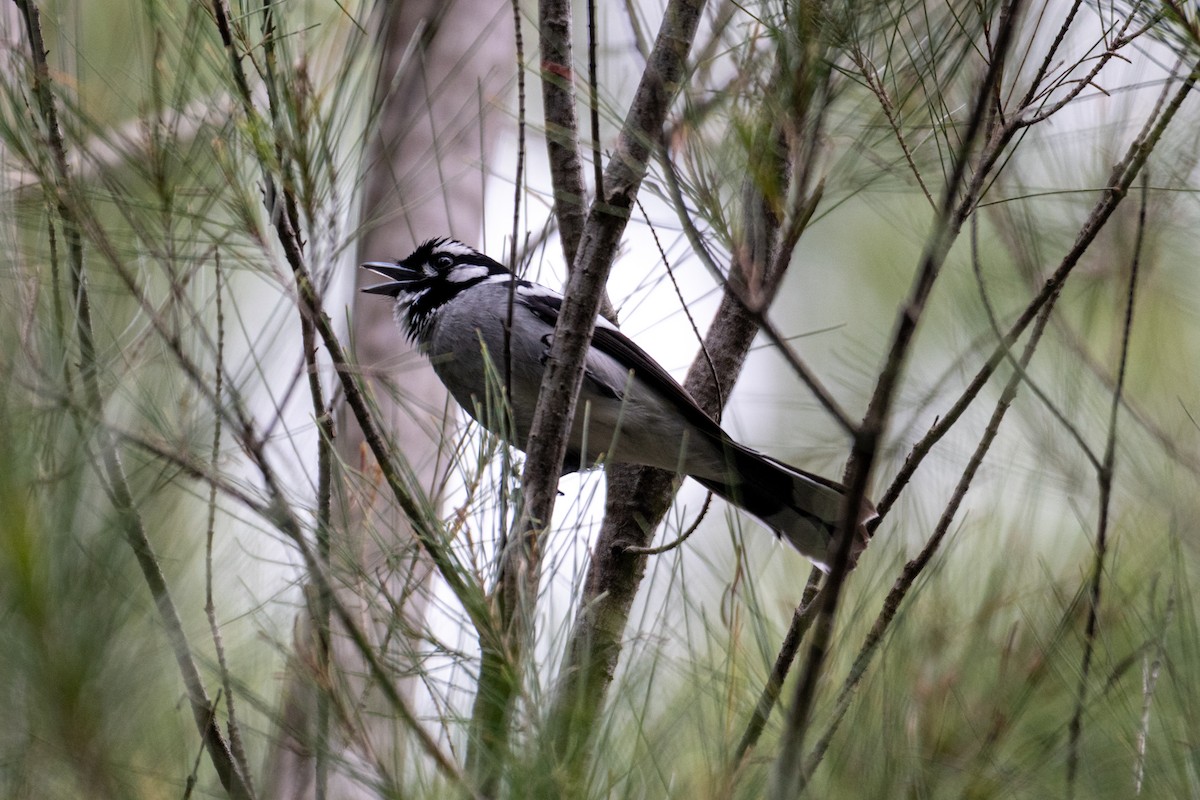 White-eared Monarch - ML638925924