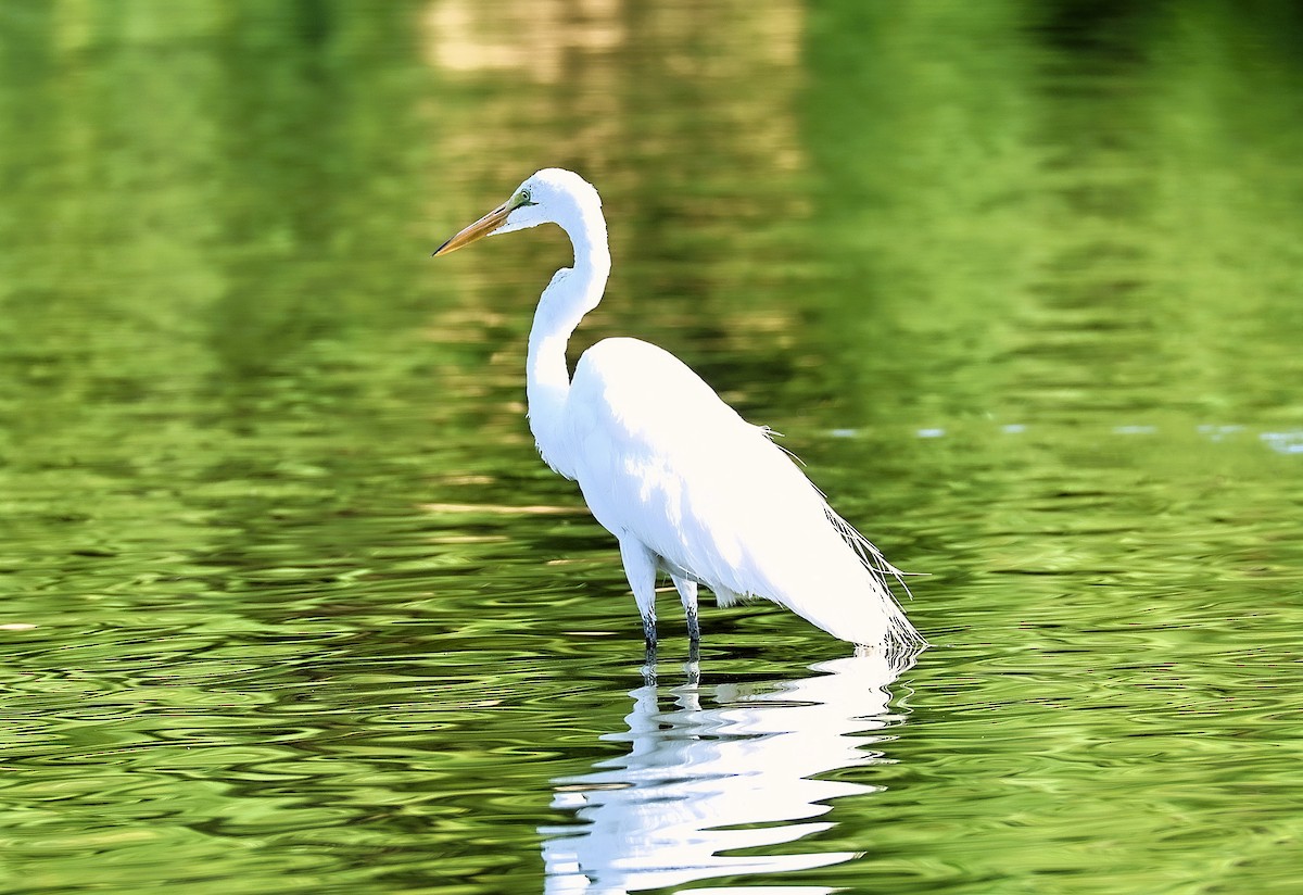 Grande Aigrette - ML638925934