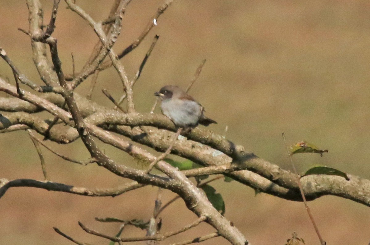 Northern Gray-headed Sparrow - ML638925945