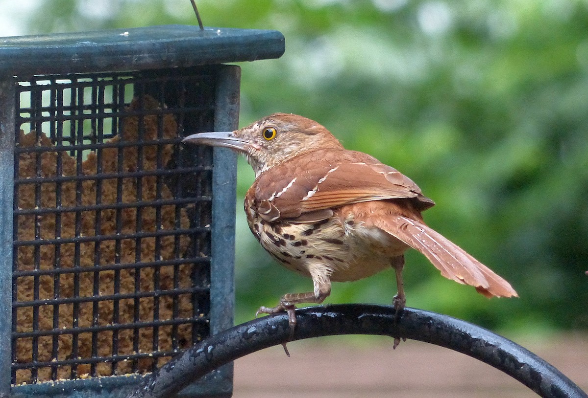 Brown Thrasher - ML638925967