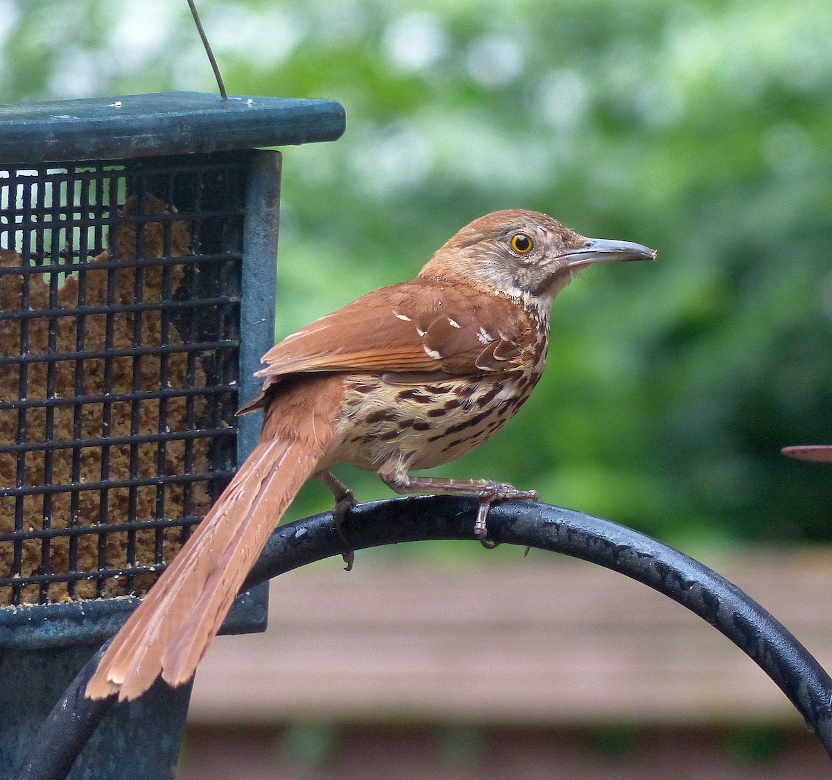 Brown Thrasher - ML638925968
