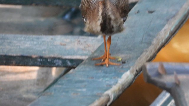 Sunbittern - ML638925971