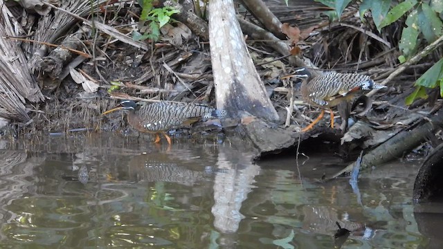 Sunbittern - ML638925982