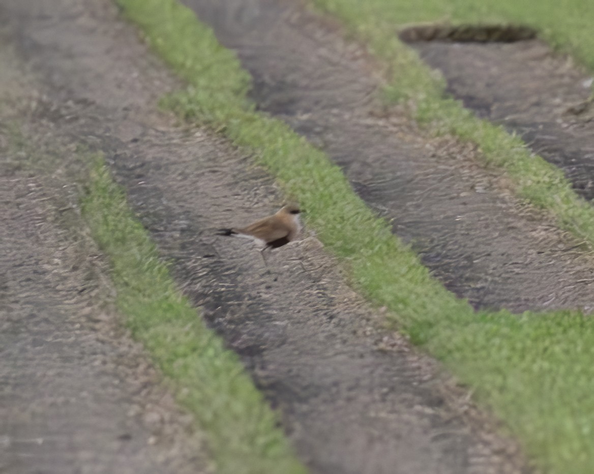 Australian Pratincole - ML638926096