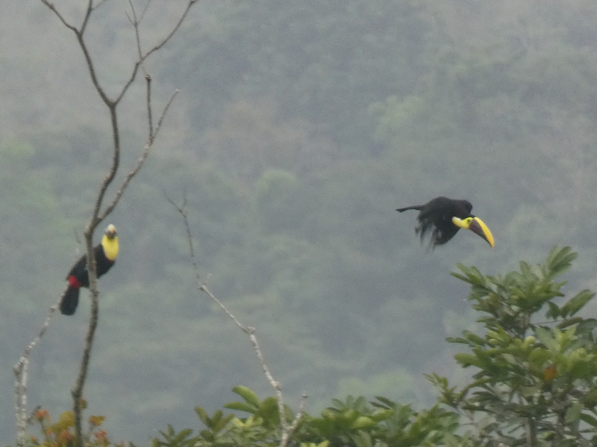 Yellow-throated Toucan - ML638926110