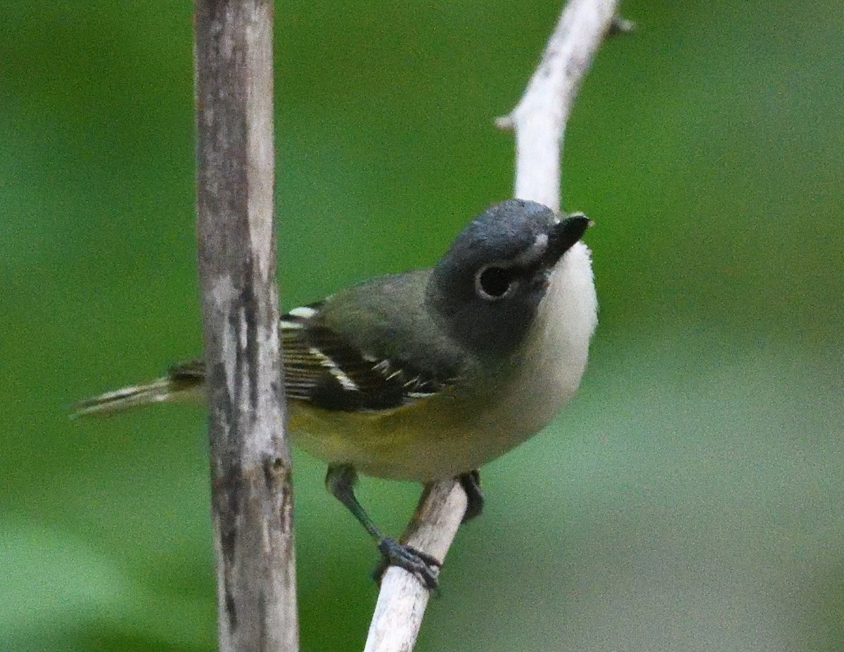 Blue-headed Vireo - ML638926126