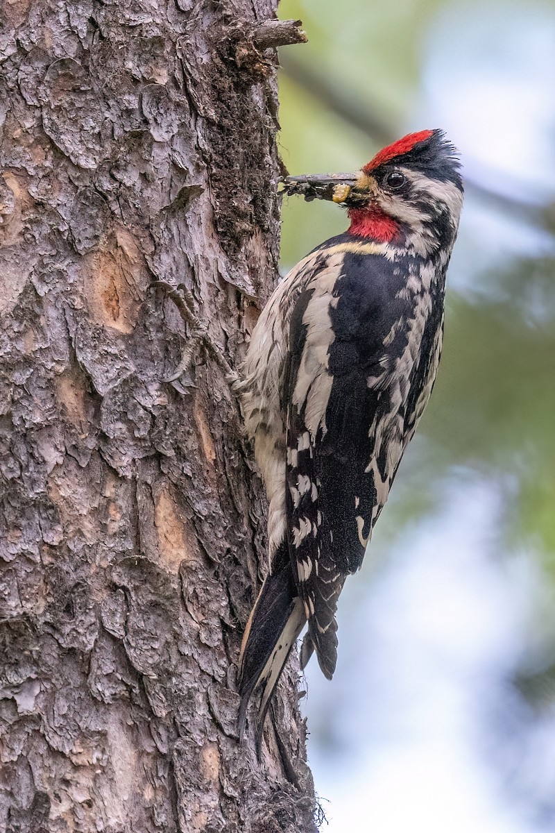 Yellow-bellied Sapsucker - ML638926132