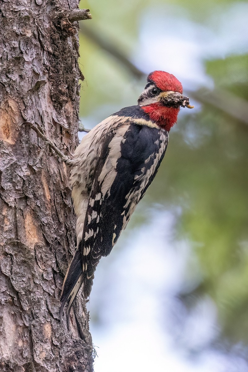 Yellow-bellied Sapsucker - ML638926138