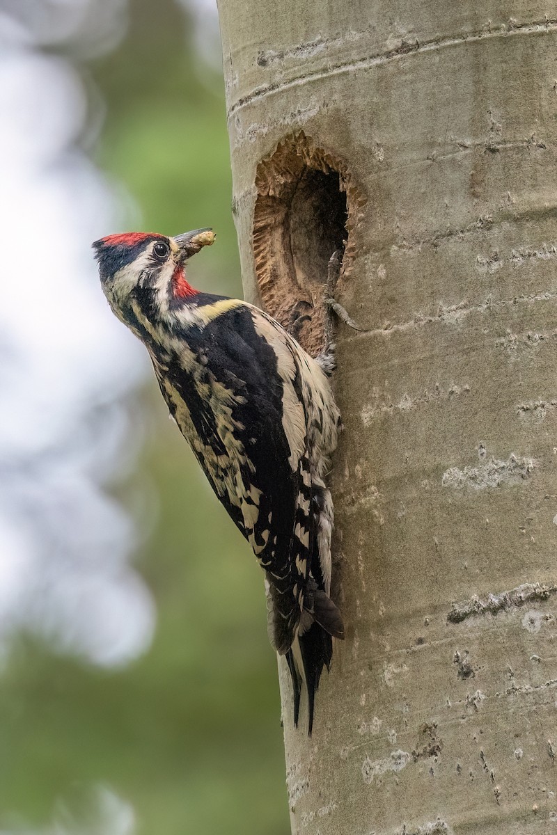 Yellow-bellied Sapsucker - ML638926155