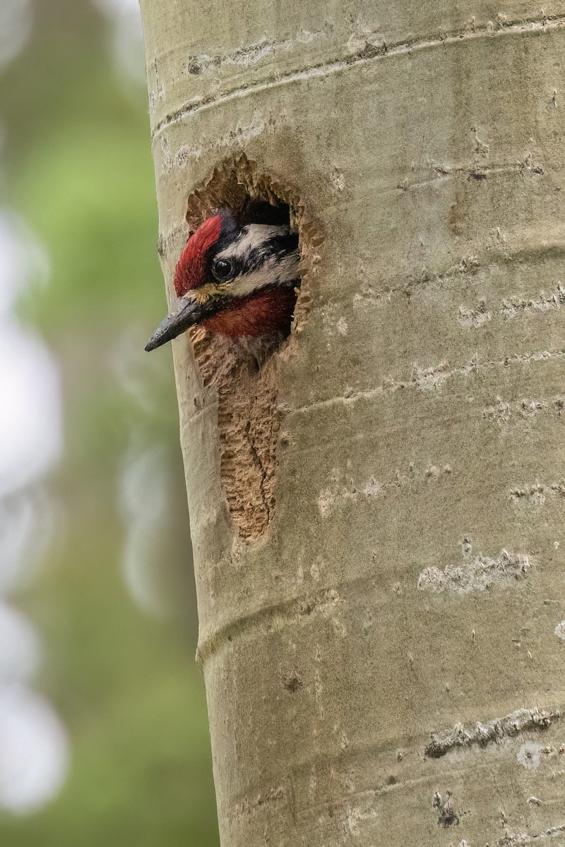 Yellow-bellied Sapsucker - ML638926157