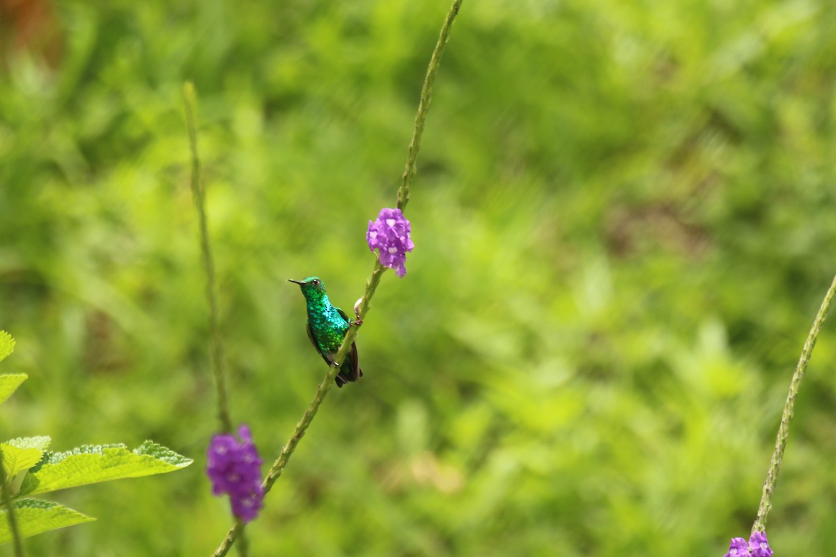 パナマヒメエメラルドハチドリ - ML638926161