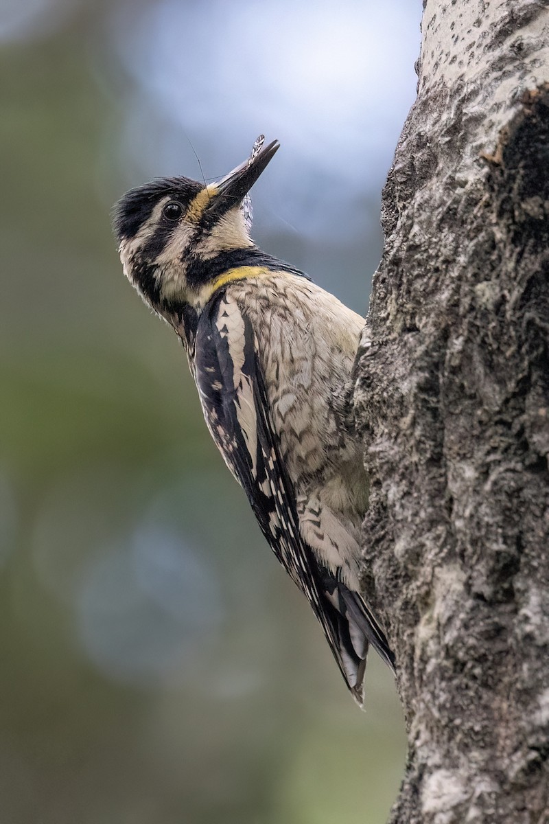 Yellow-bellied Sapsucker - ML638926167