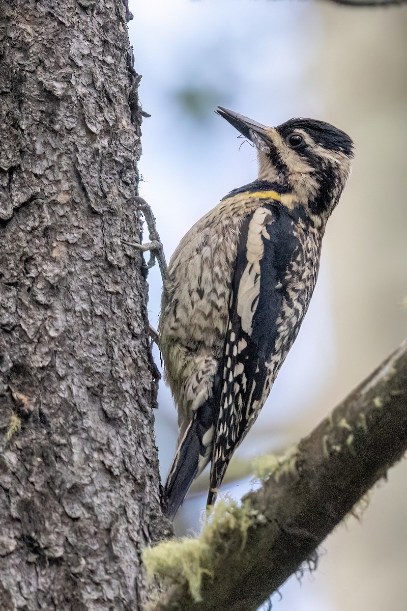 Yellow-bellied Sapsucker - ML638926168