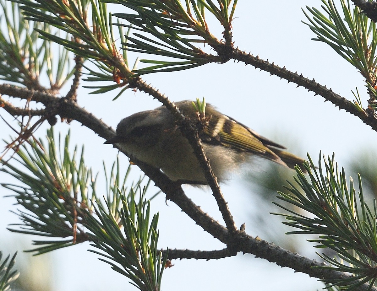 Golden-crowned Kinglet - ML638926193