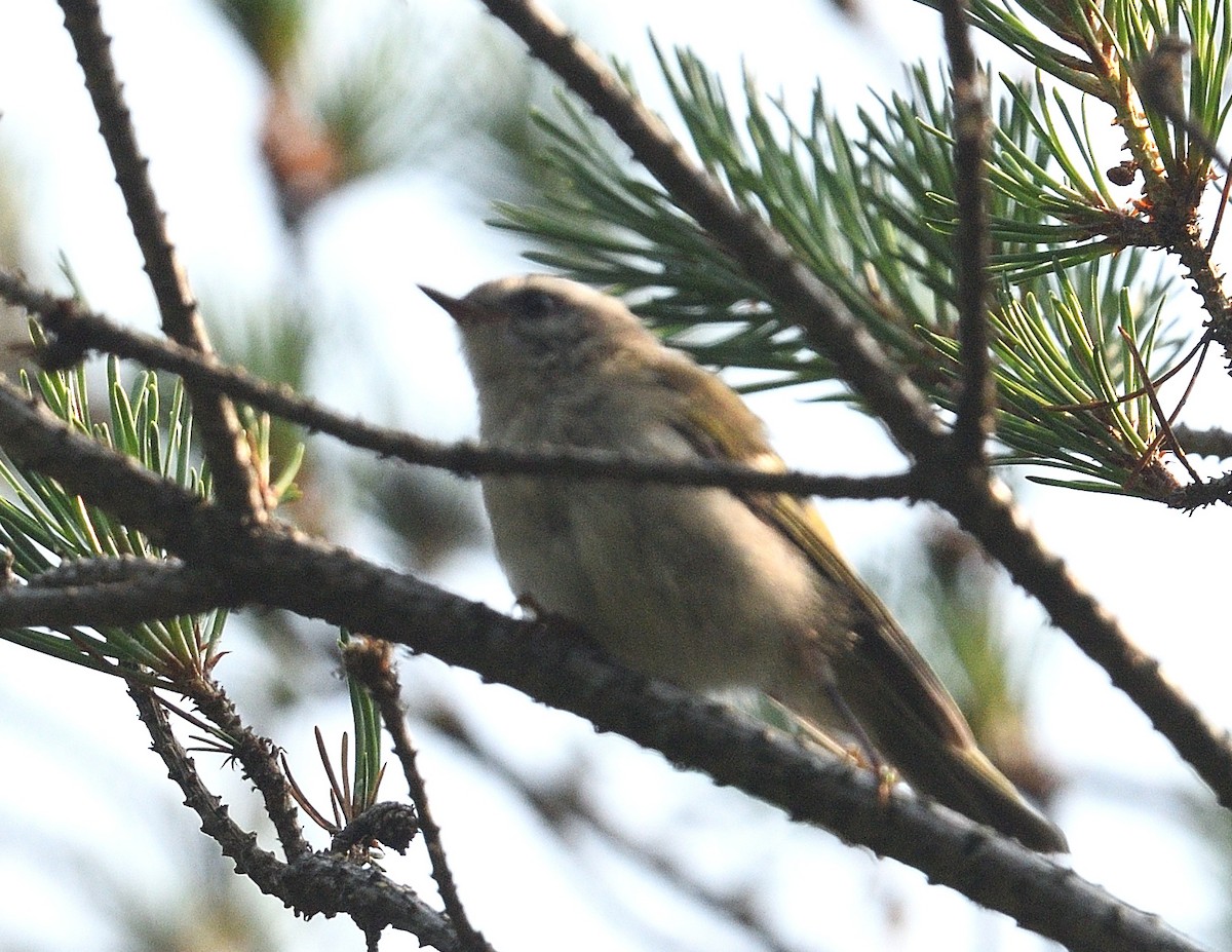 Golden-crowned Kinglet - ML638926194