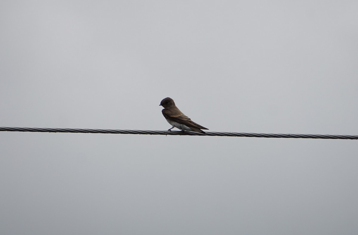 Northern Rough-winged Swallow - ML638926206
