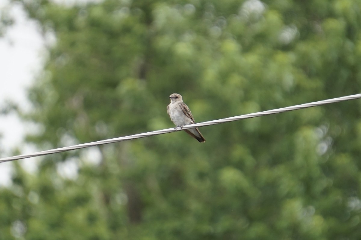 Northern Rough-winged Swallow - ML638926207