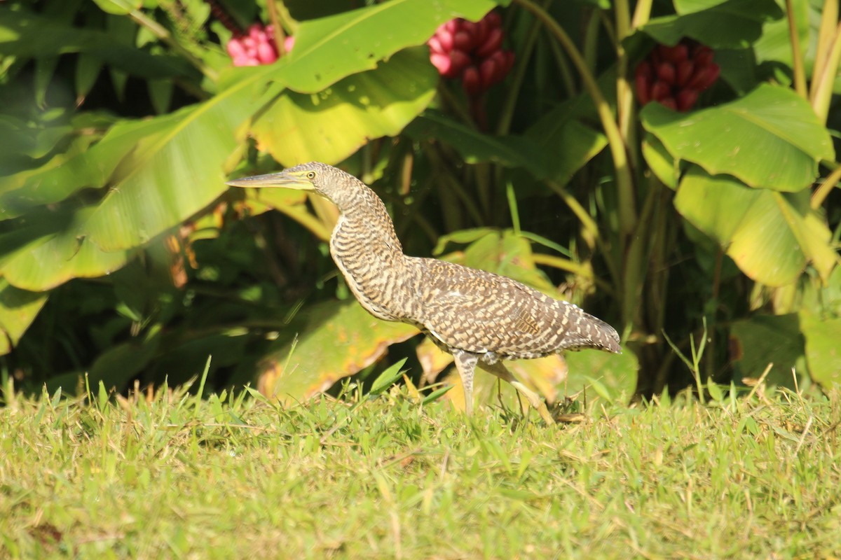 ハゲノドトラフサギ - ML638926211