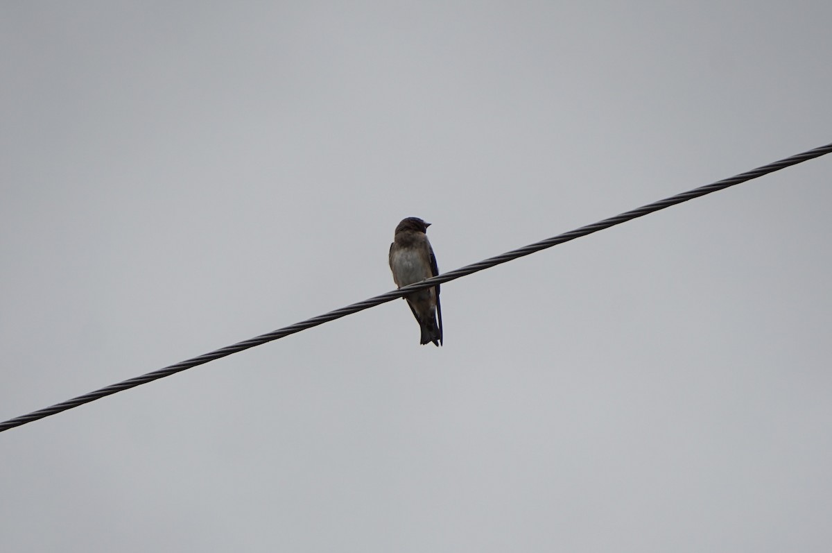 Cliff Swallow - ML638926220