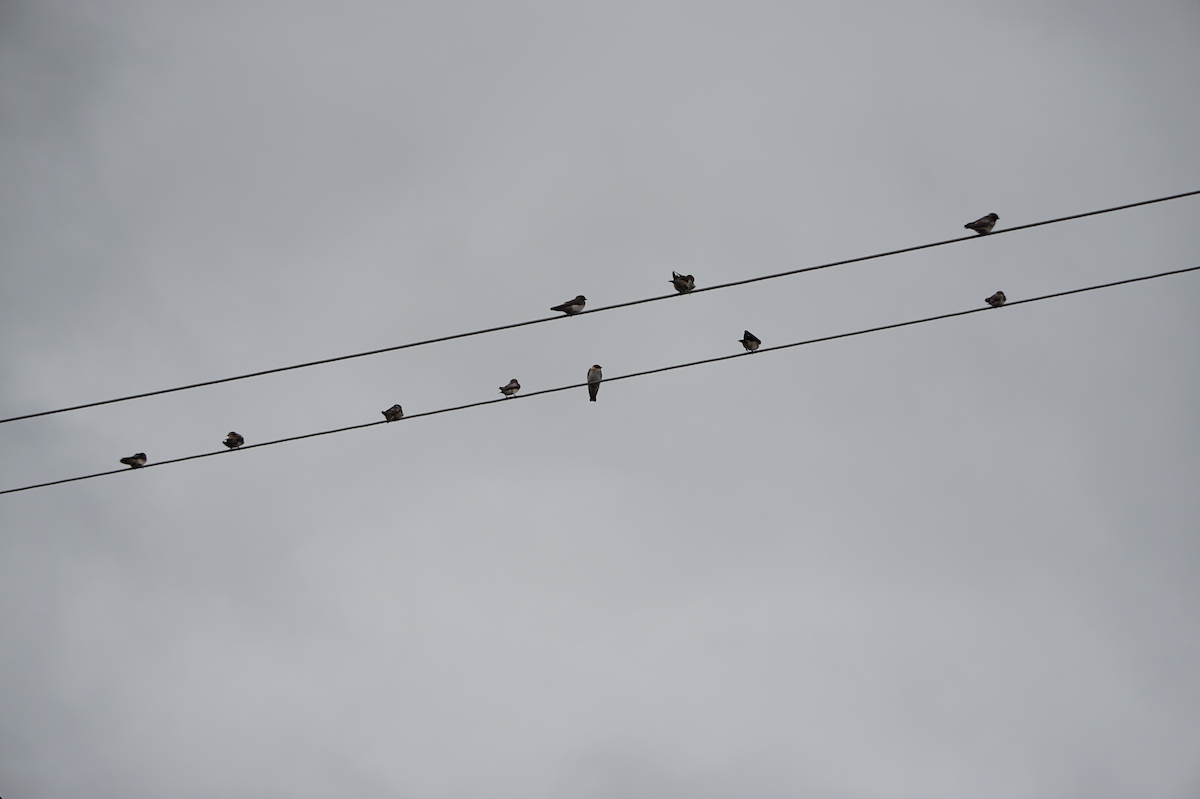 Cliff Swallow - ML638926221