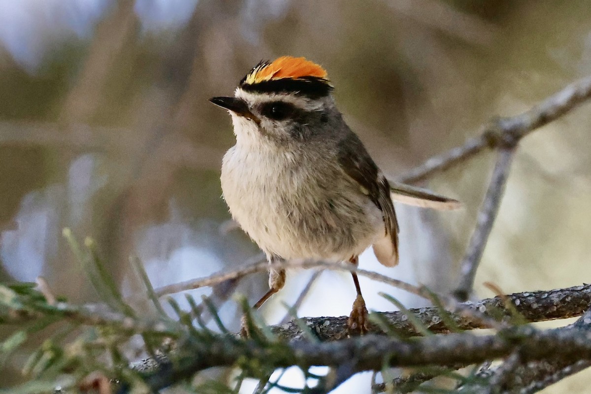 Golden-crowned Kinglet - ML638926227