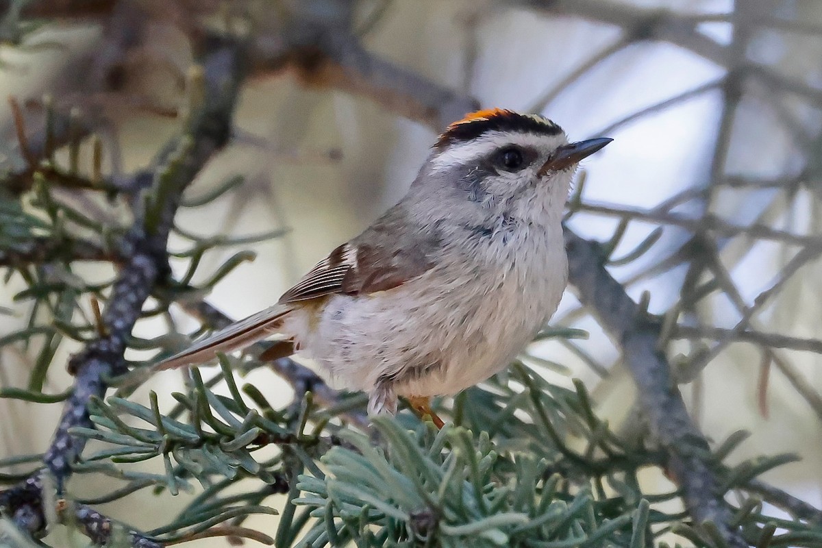 Golden-crowned Kinglet - ML638926228