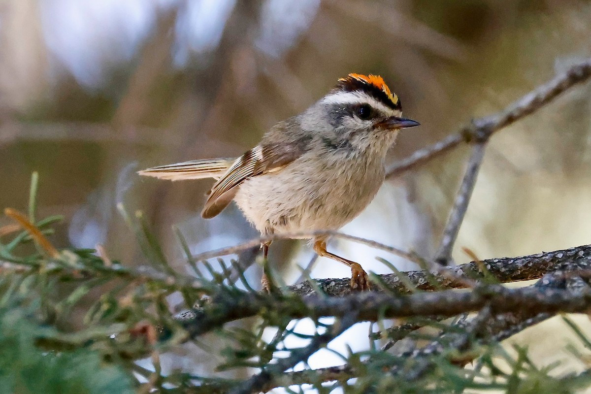 Golden-crowned Kinglet - ML638926229