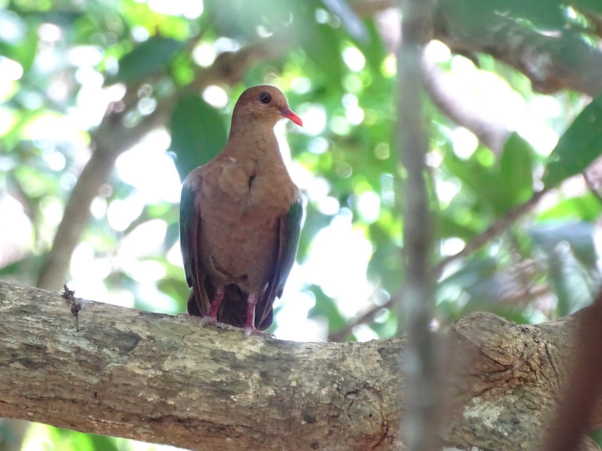 Pacific Emerald Dove - ML638926255