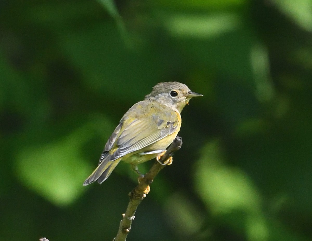 Rubinfleck-Waldsänger - ML638926261