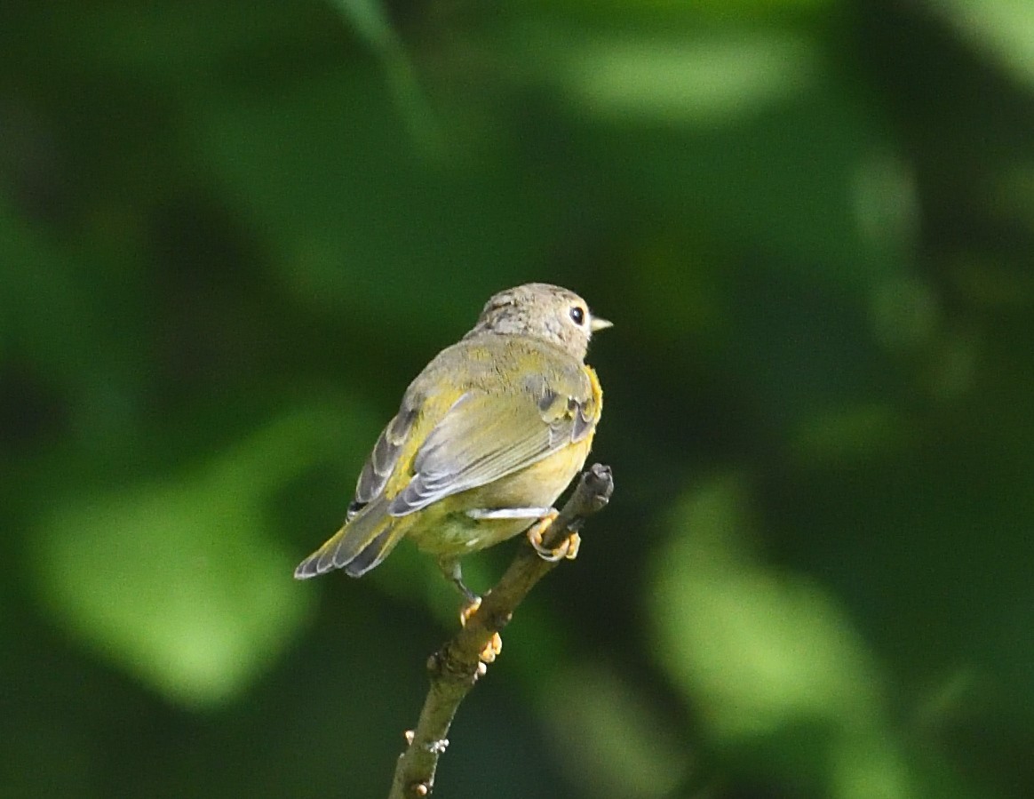 Rubinfleck-Waldsänger - ML638926262