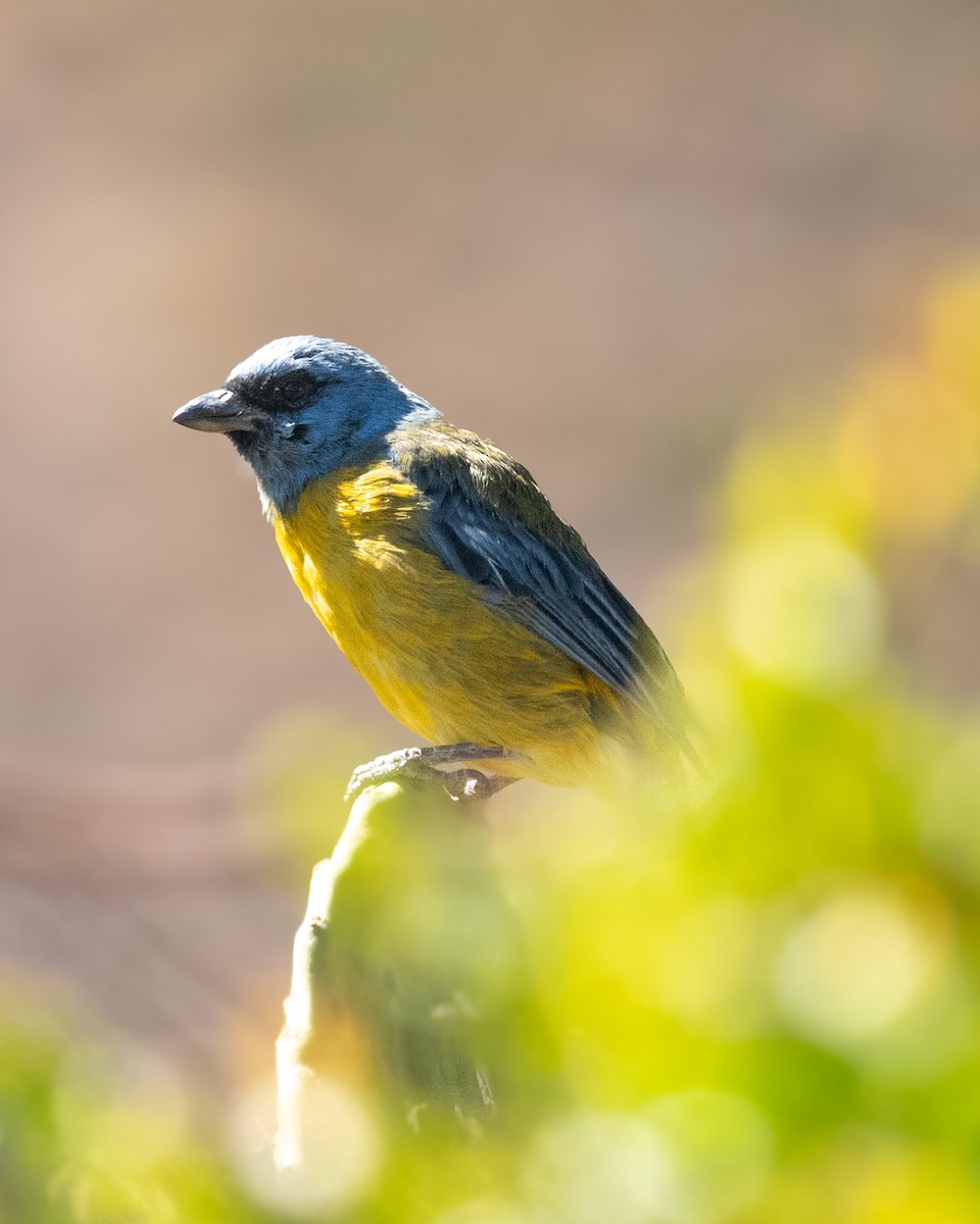 Blue-and-yellow Tanager - ML638926270
