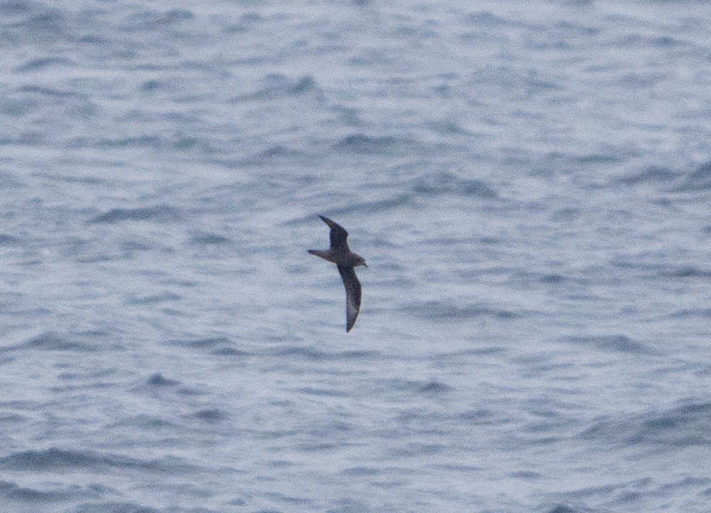 Murphy's Petrel - ML638926272