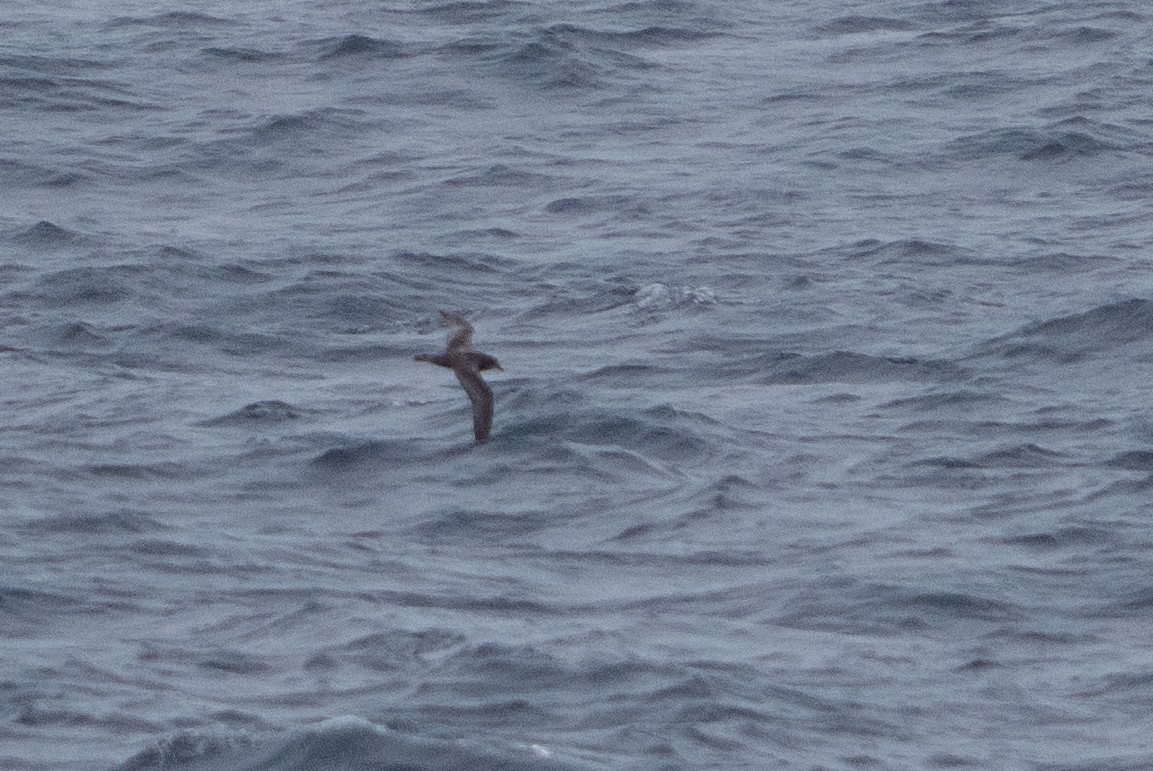 Murphy's Petrel - ML638926273