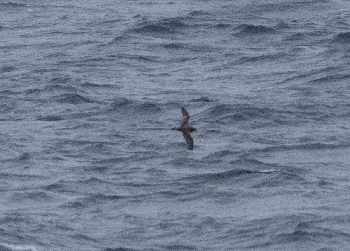 Murphy's Petrel - ML638926274