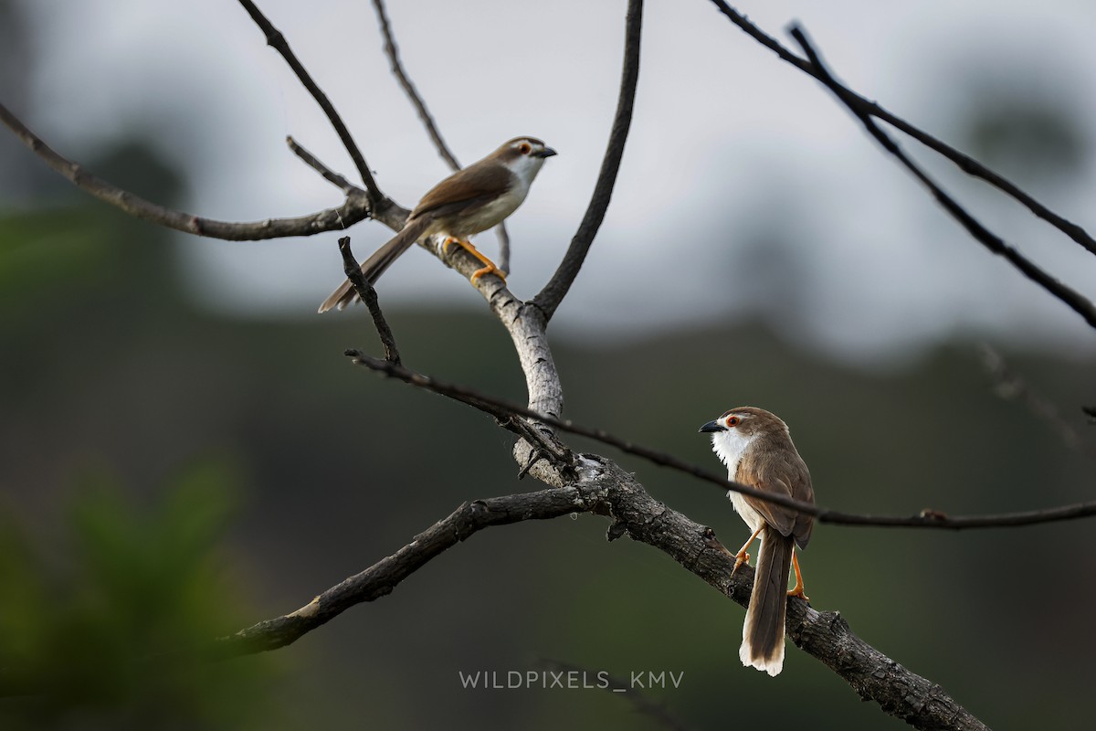 Yellow-eyed Babbler - ML638926288