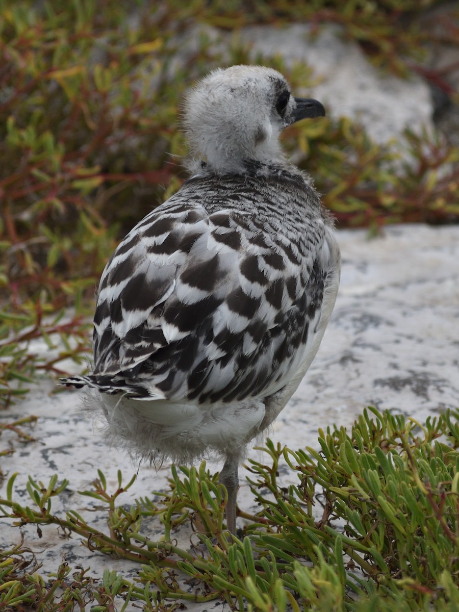 Swallow-tailed Gull - ML638926290
