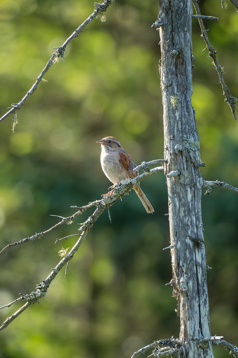 Swamp Sparrow - ML638926307