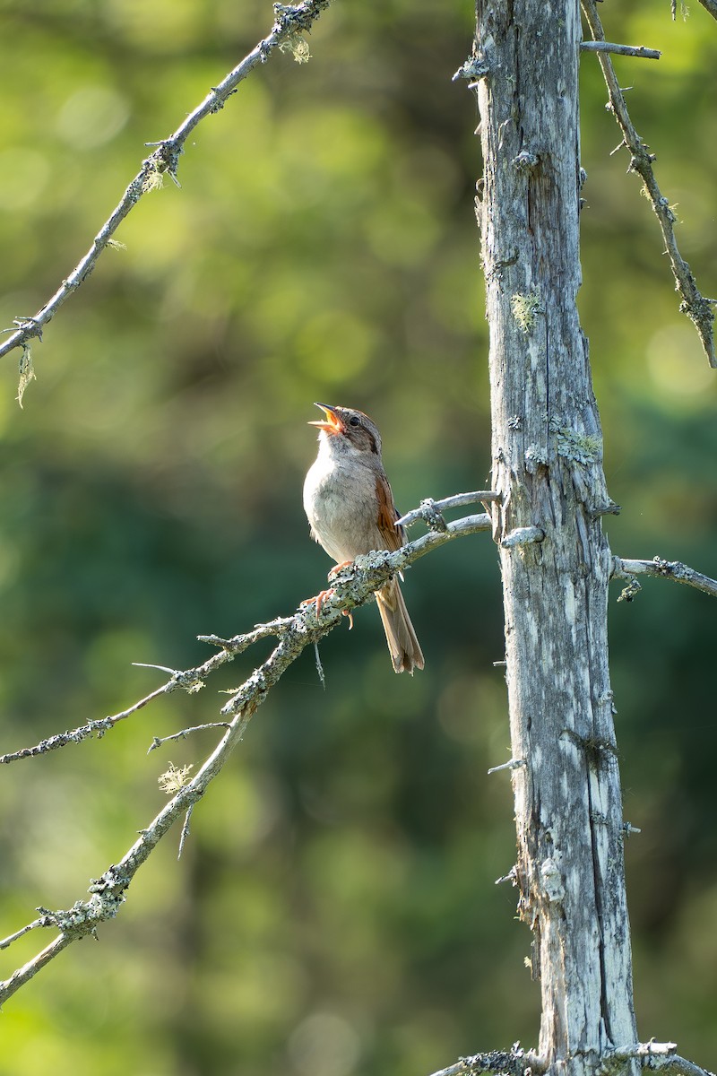 Swamp Sparrow - ML638926308