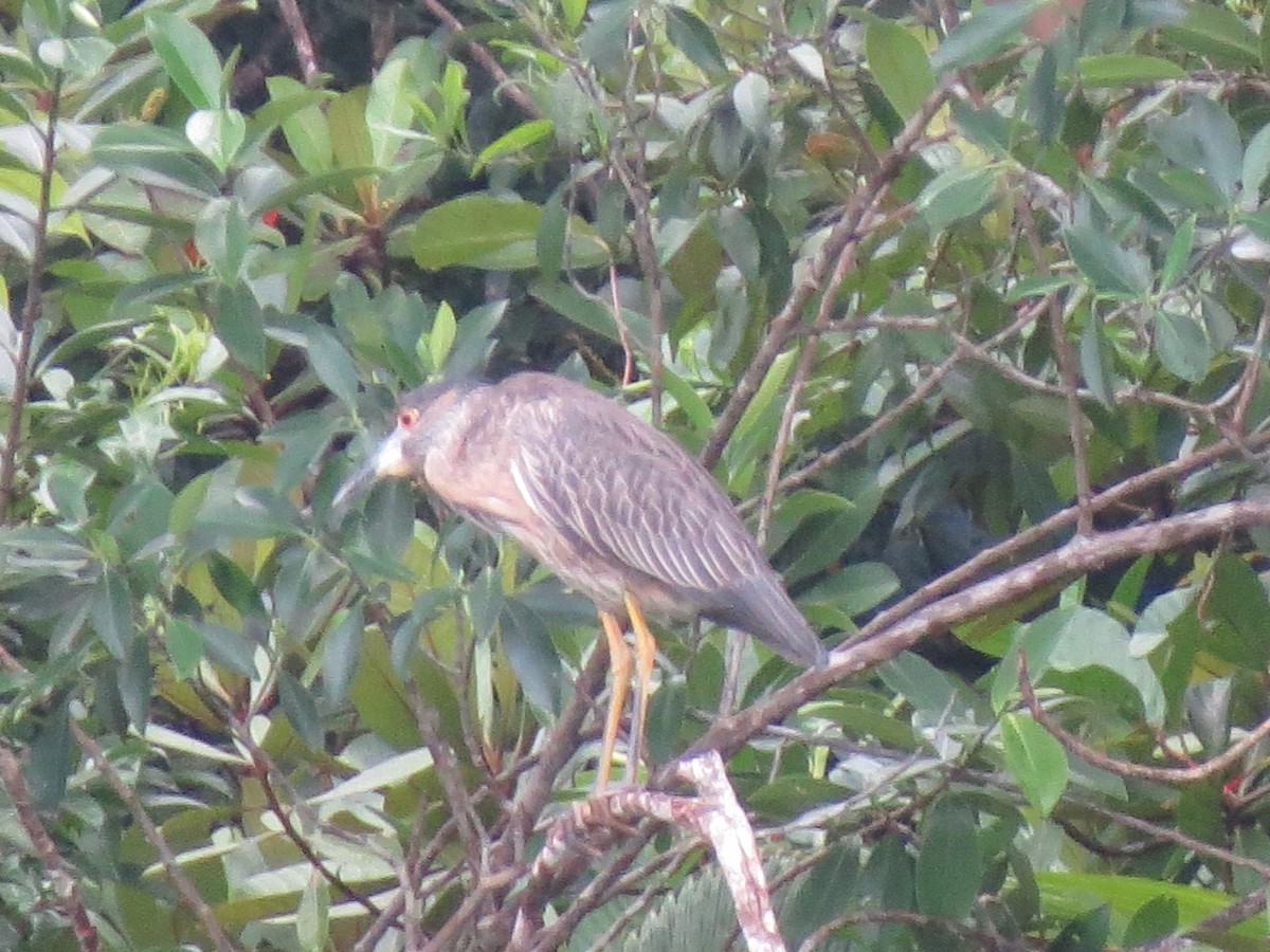 Yellow-crowned Night Heron - ML638926322