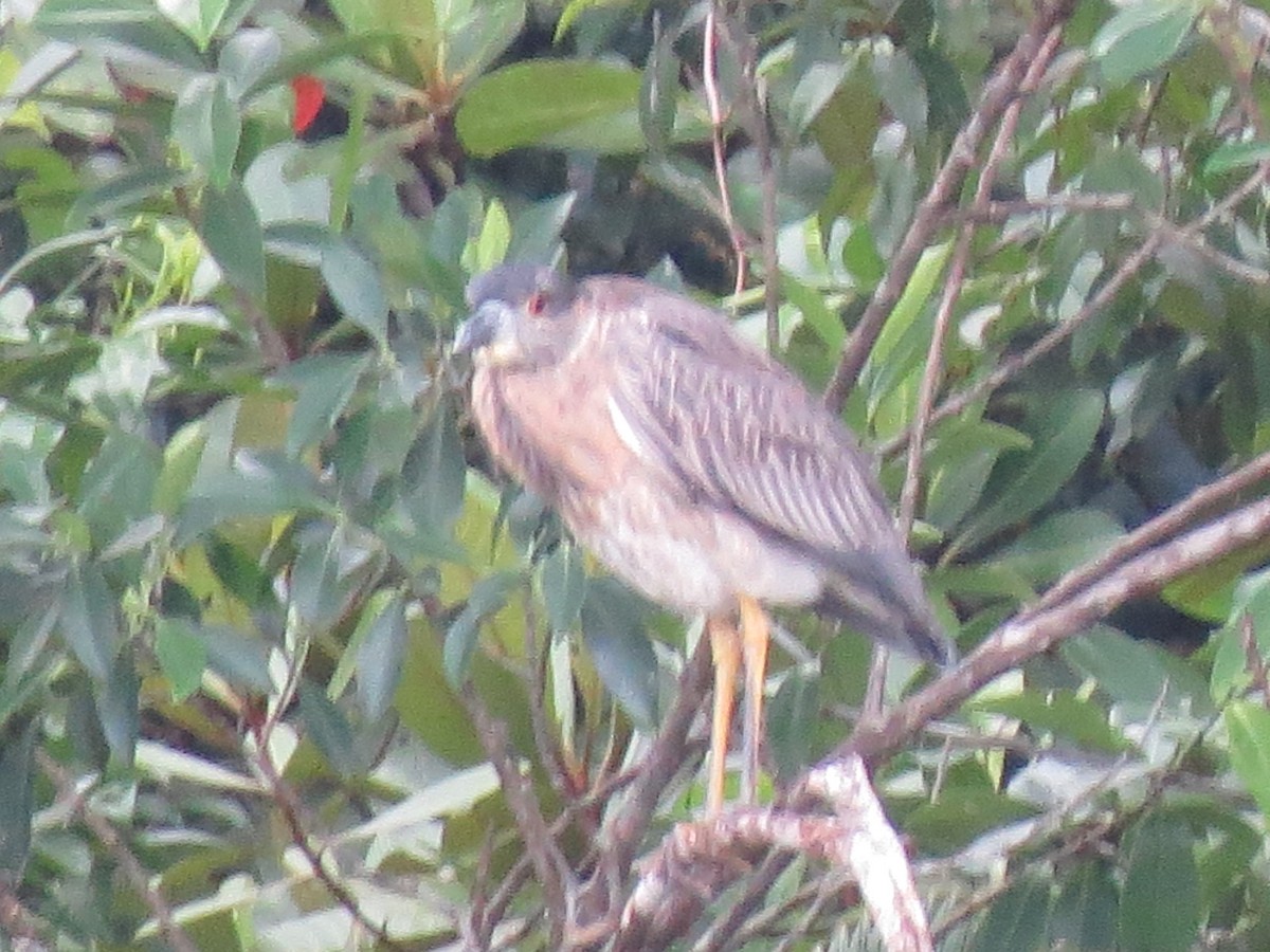 Yellow-crowned Night Heron - ML638926323