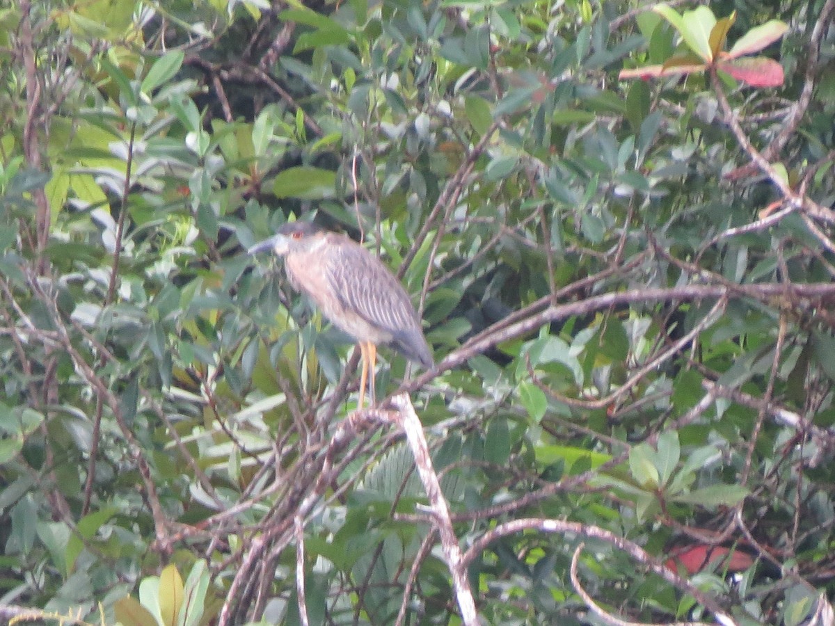 Yellow-crowned Night Heron - ML638926324