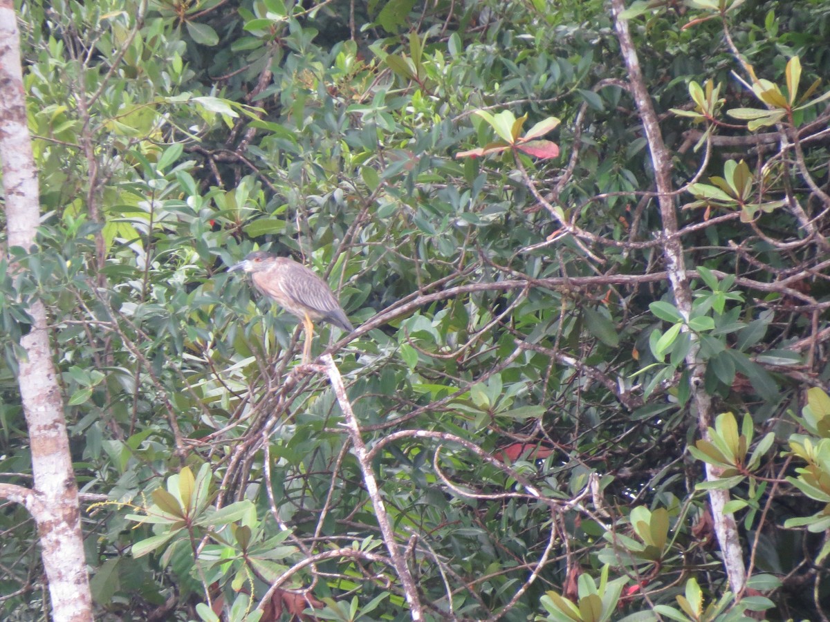 Yellow-crowned Night Heron - ML638926325