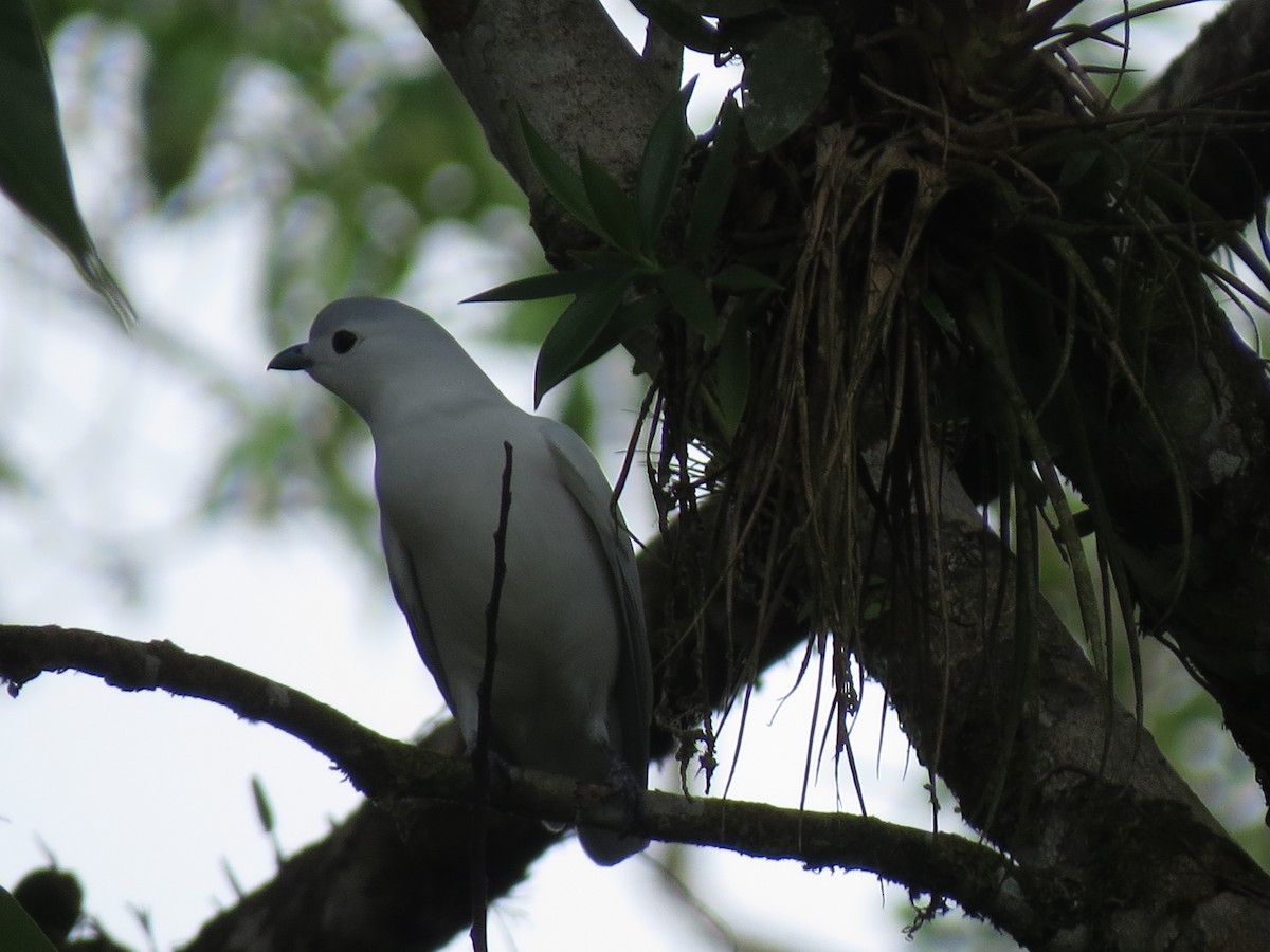 Snowy Cotinga - ML638926342