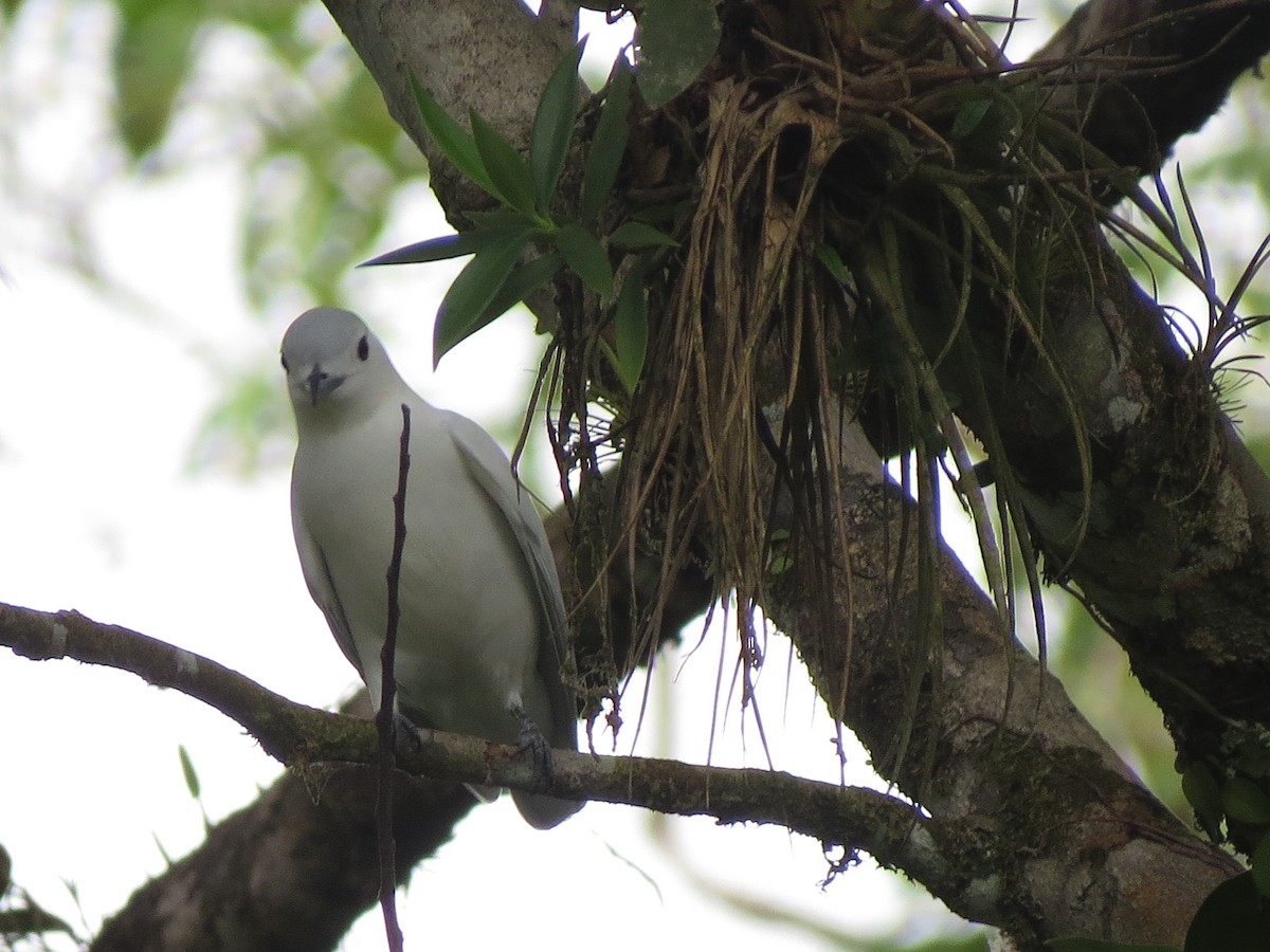 Snowy Cotinga - ML638926343