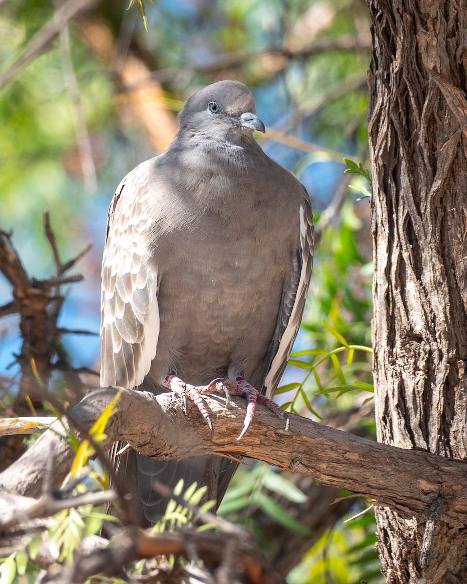 Spot-winged Pigeon - ML638926345