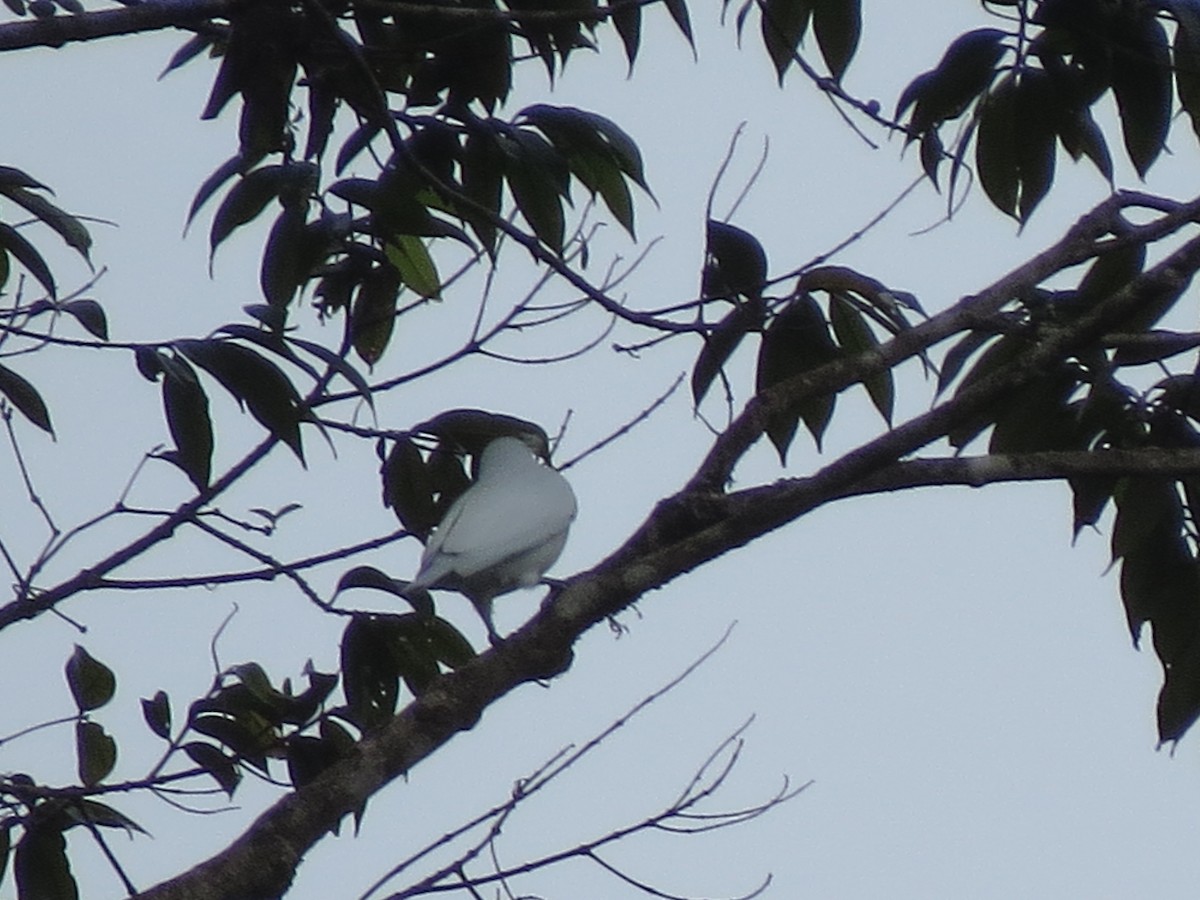 Snowy Cotinga - ML638926348