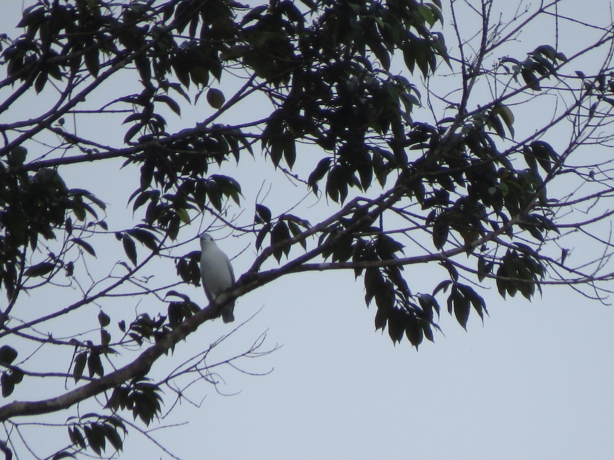 Snowy Cotinga - ML638926349