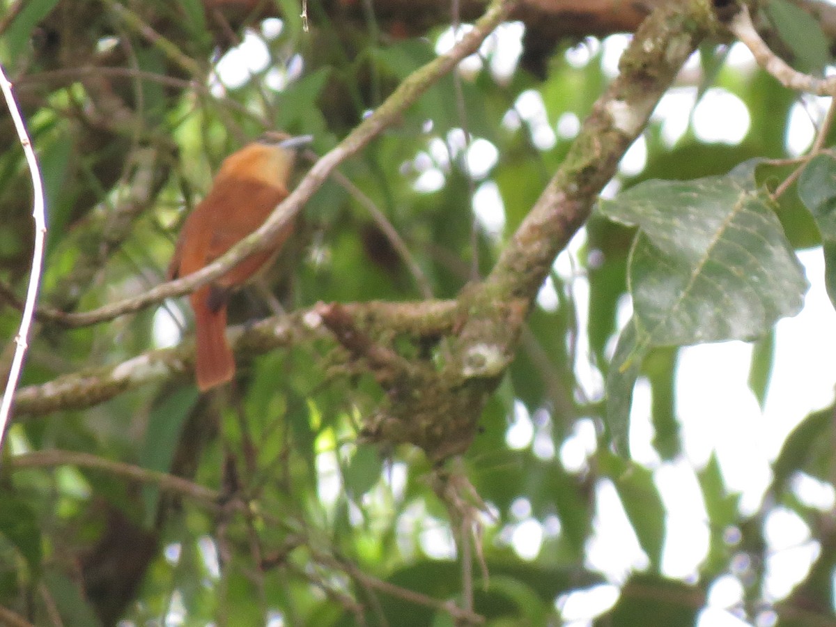 Cinnamon Becard - ML638926357